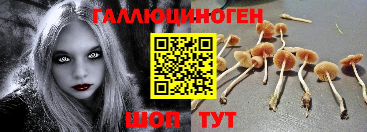 Псилоцибиновые грибы GOLDEN TEACHER Удомля