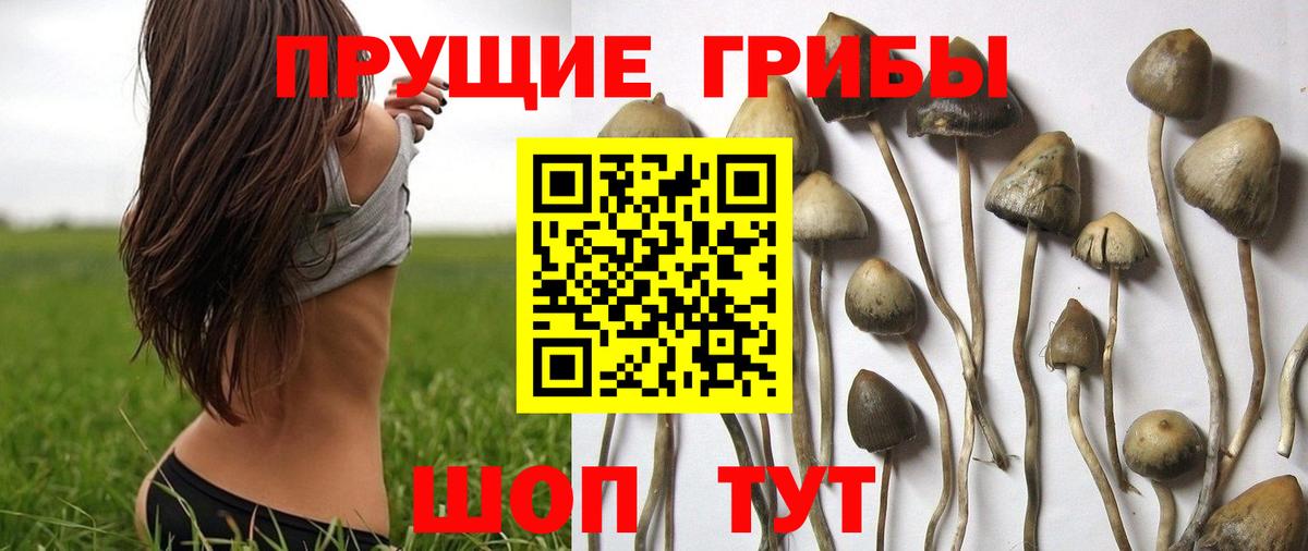 Удомля  Псилоцибиновые грибы Psilocybine cubensis  Вход с VPN 